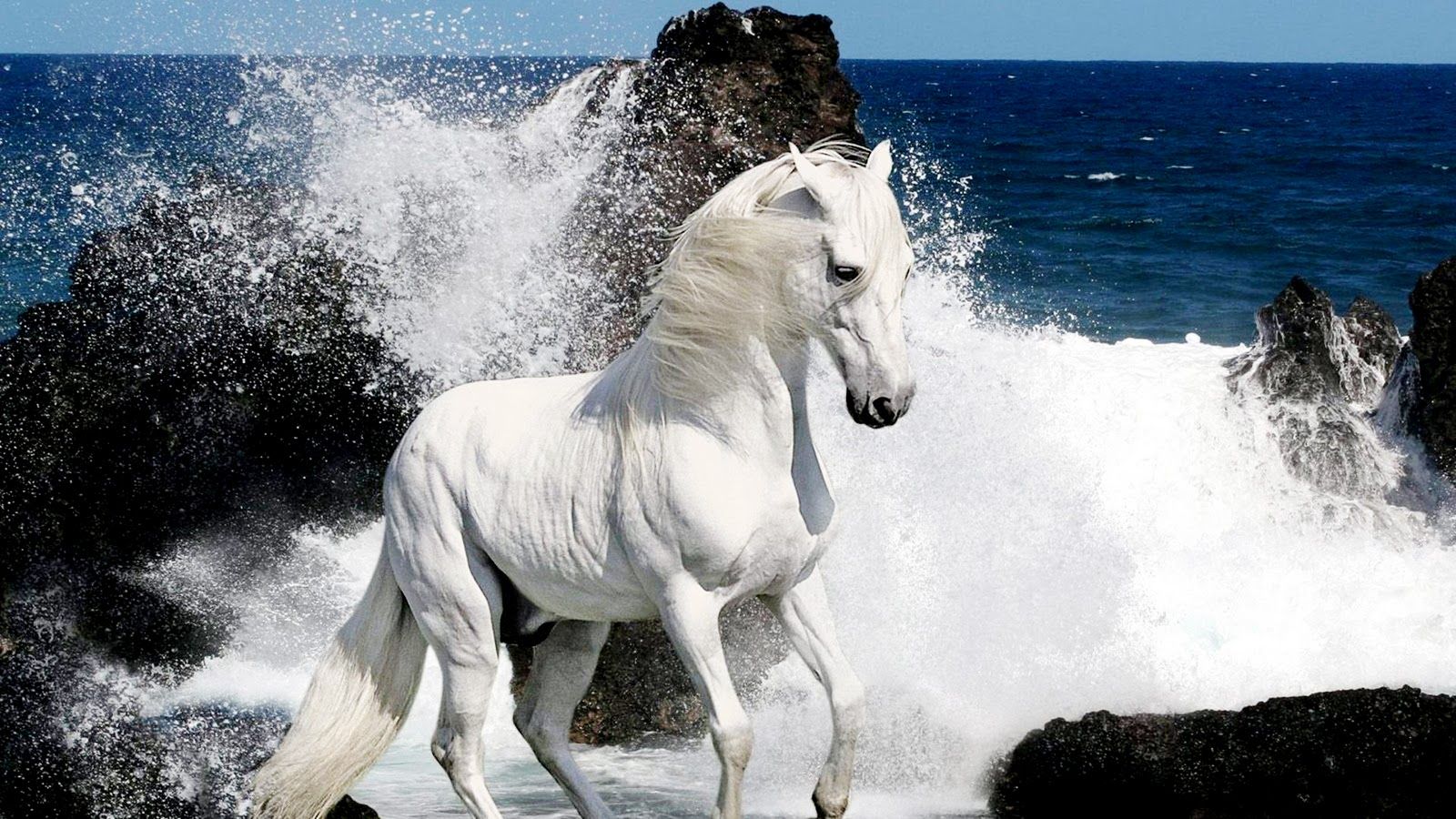Horses Wallpaper White HD Horse