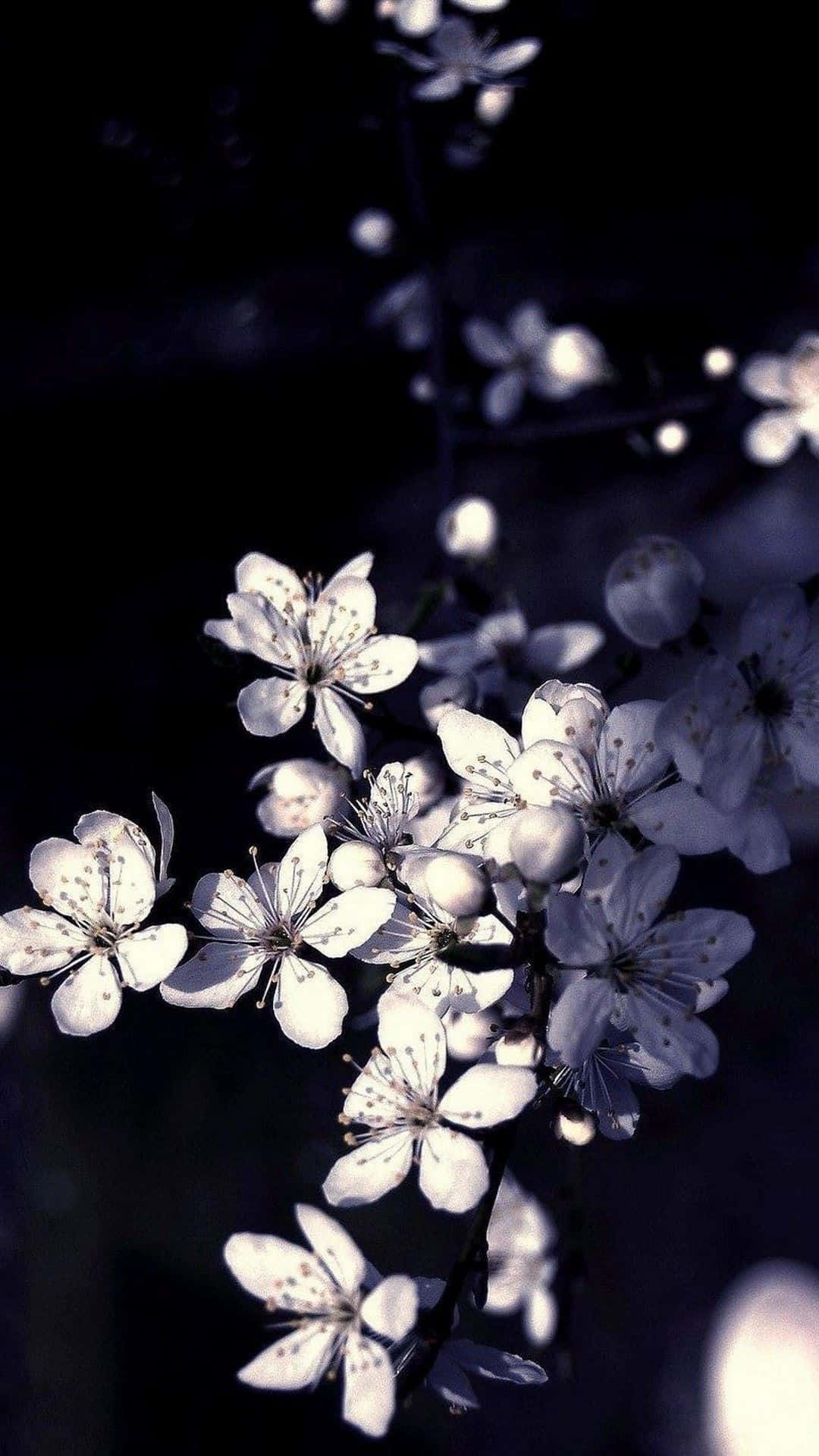 Black Floral iPhone Wallpaper
