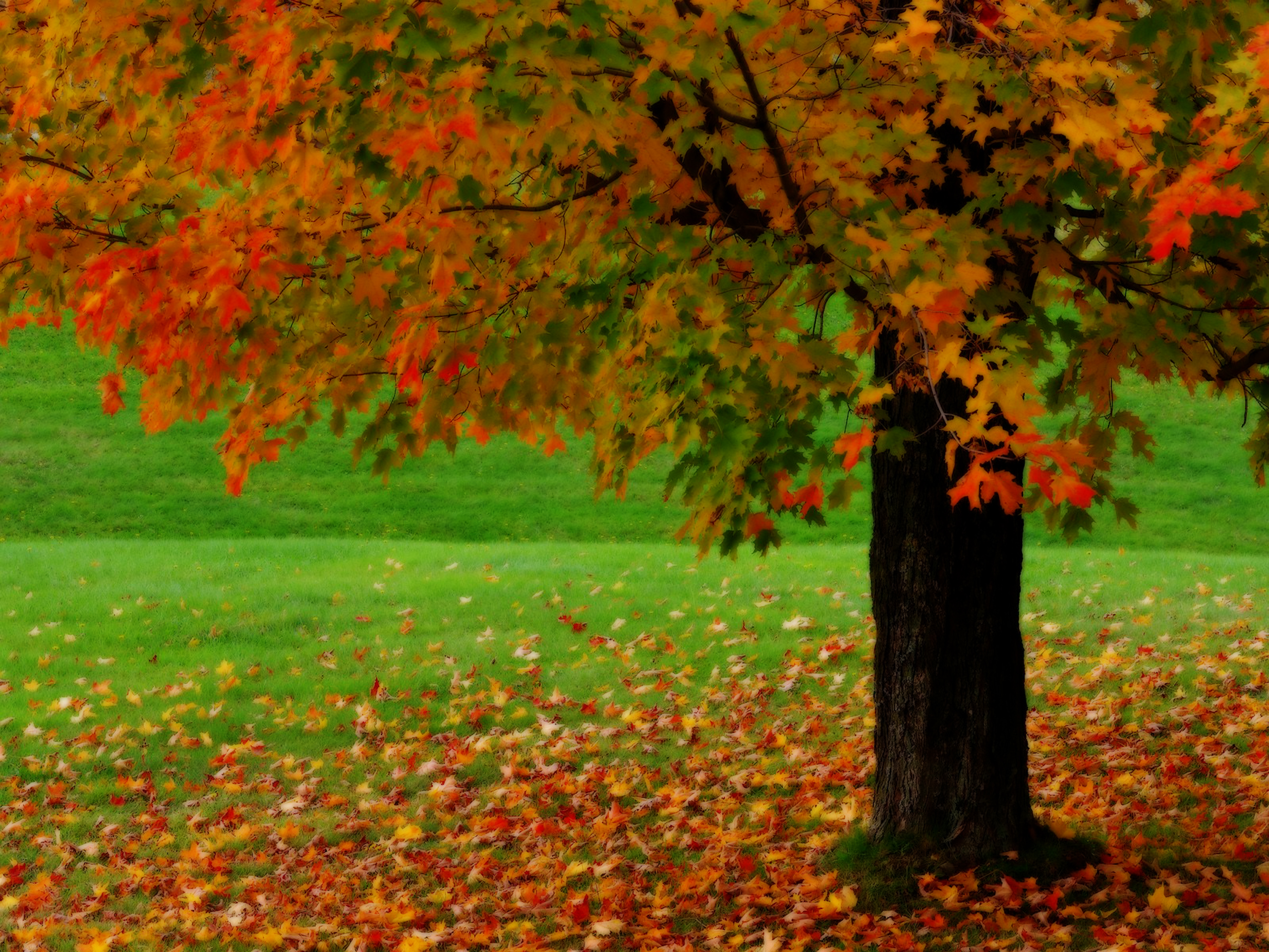 Autumn Tree Desktop Wallpaper For Widescreen HD