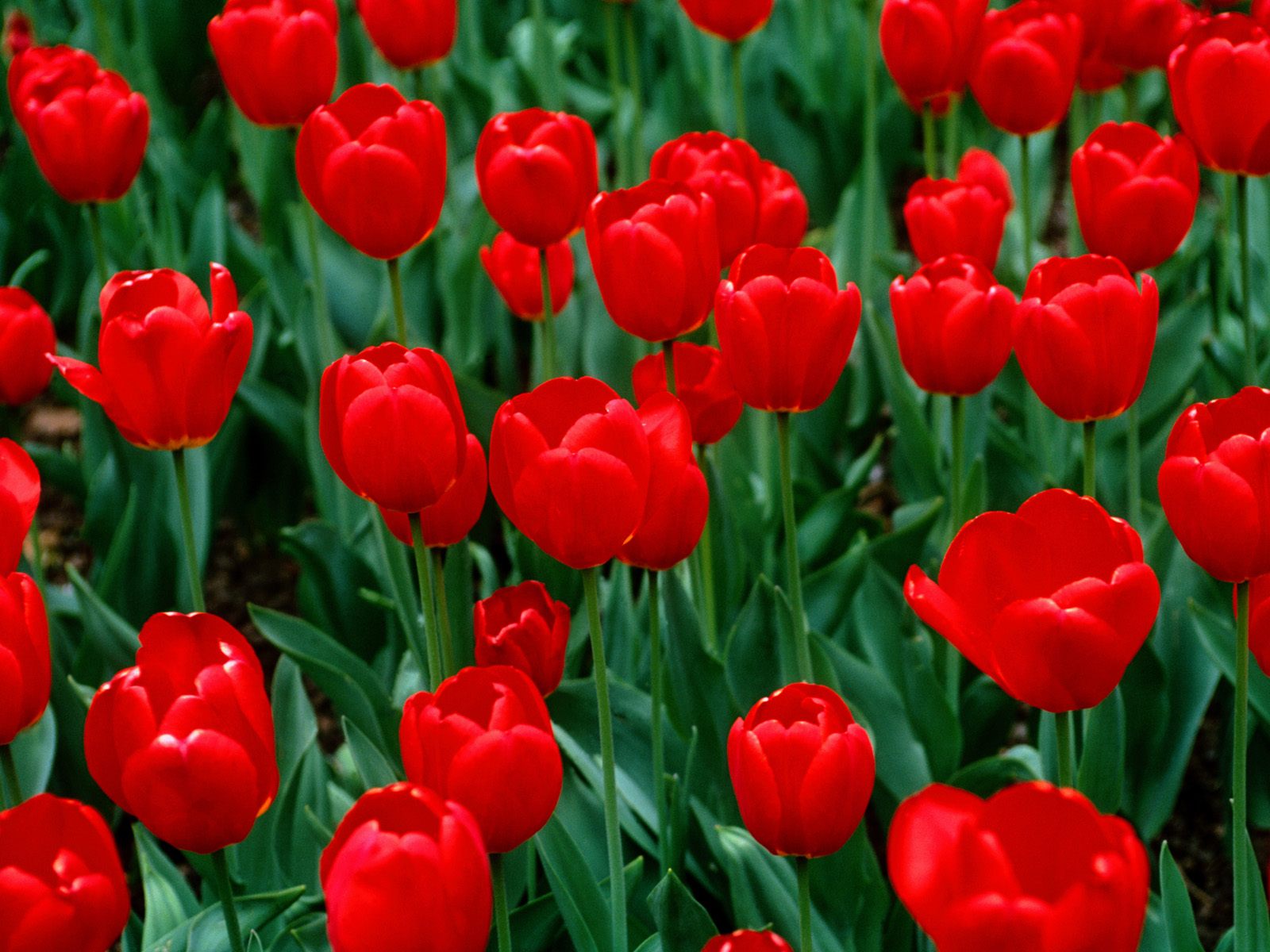 Flowers For Flower Lovers Red Tulips Desktop Wallpaper