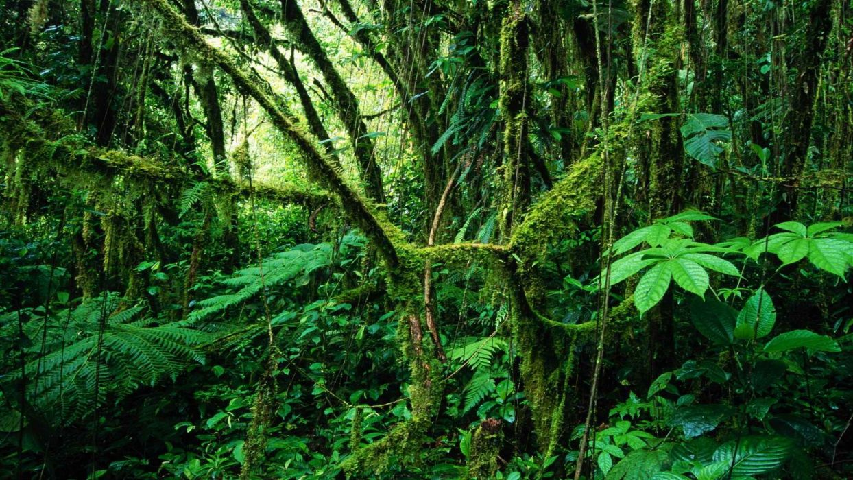 Costa Rica Rainforest Wallpaper