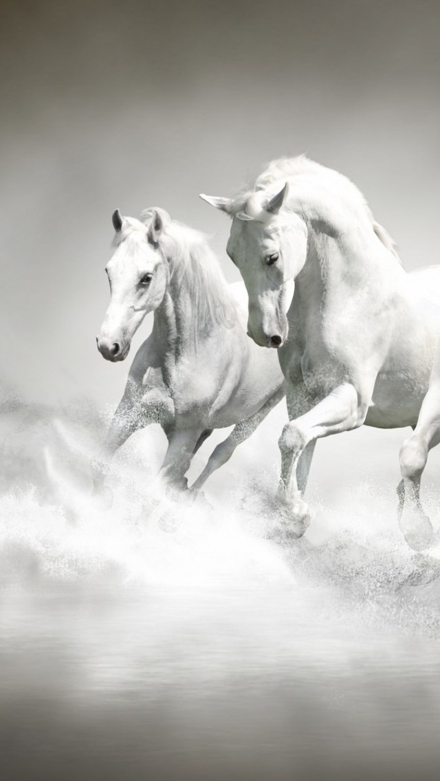 Download 640x1136 White Horses Majestic Running Water Splash