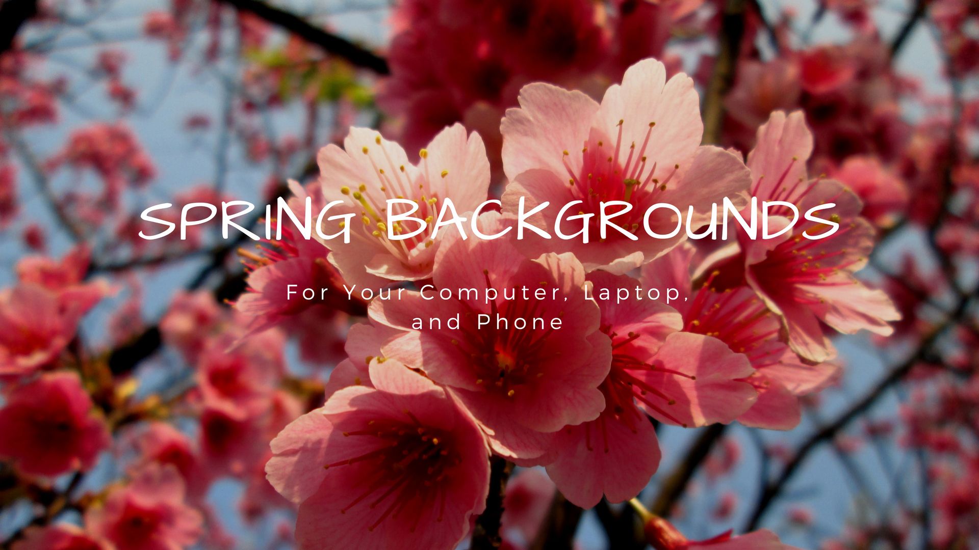 Beautiful Spring Wallpaper For Your Desktop Into