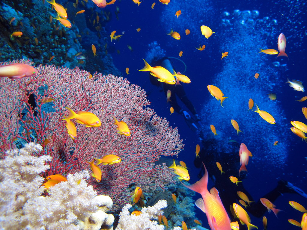 Divers Reef And Fish At Little Brother Red Sea Egypt S