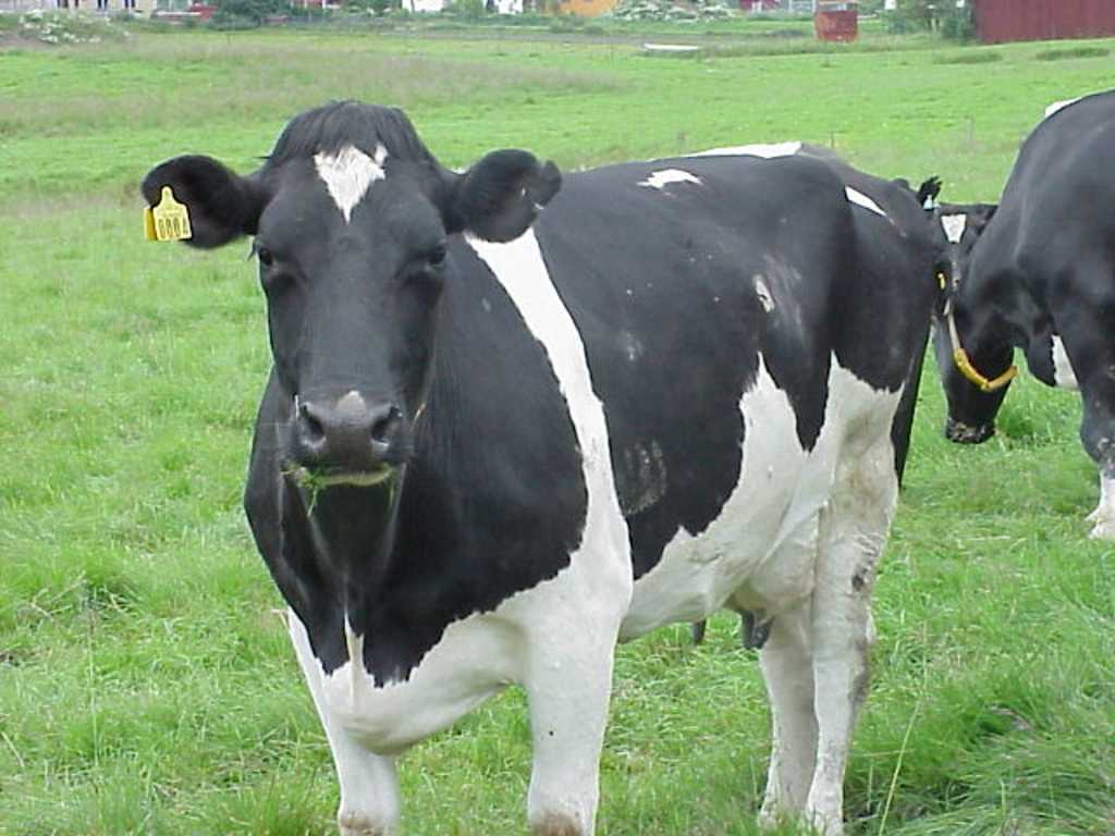 HD Animal Wallpaper Cows
