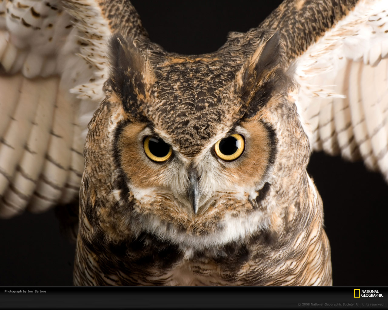 Owl Picture Great Horned Desktop Wallpaper