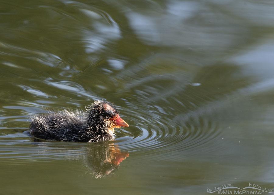 Baby American Coot Image On The Wing Photography