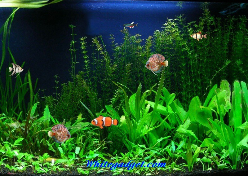 Water Fish Wallpaper Pics Jpg