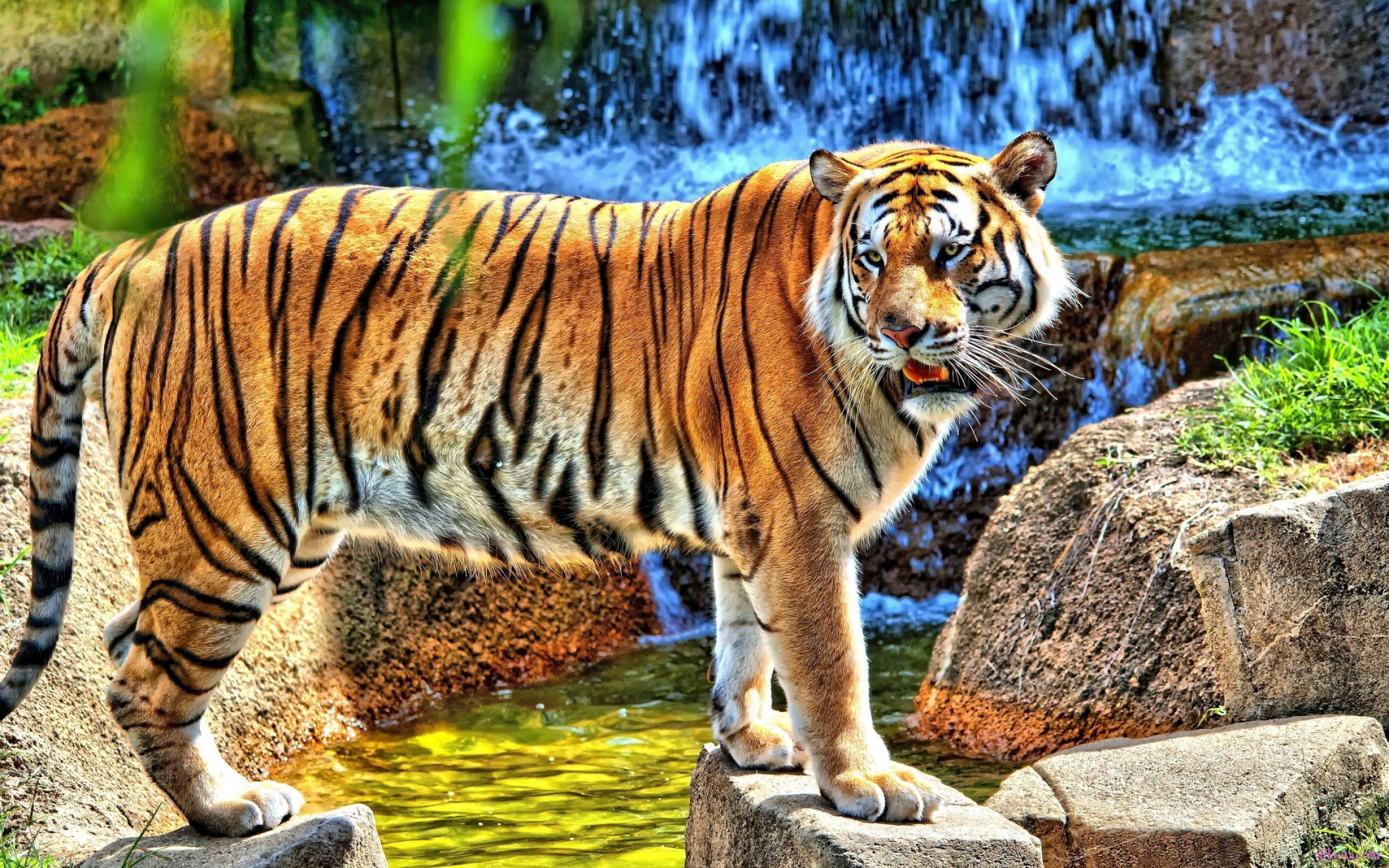 Tiger Full HD 1080p Wallpaper
