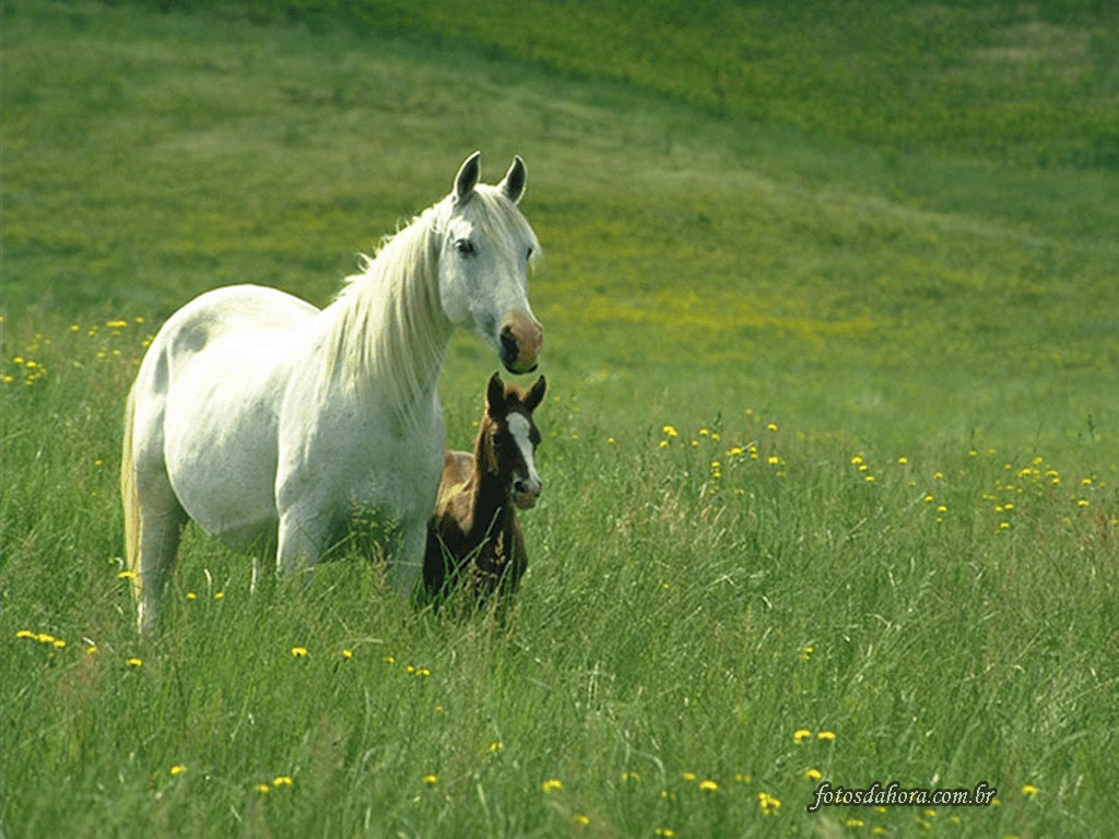 Click Animal Caracter Sticas Dos Cavalos