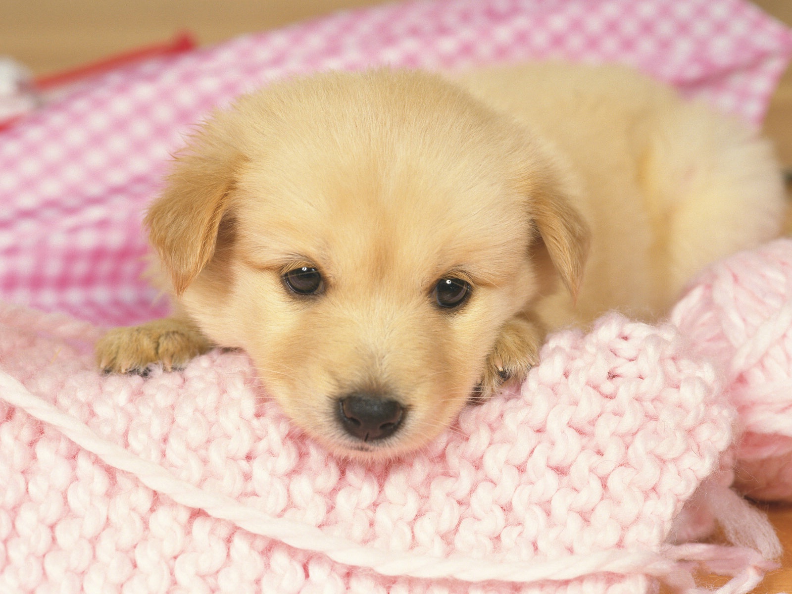 Cute Puppy Wallpaper