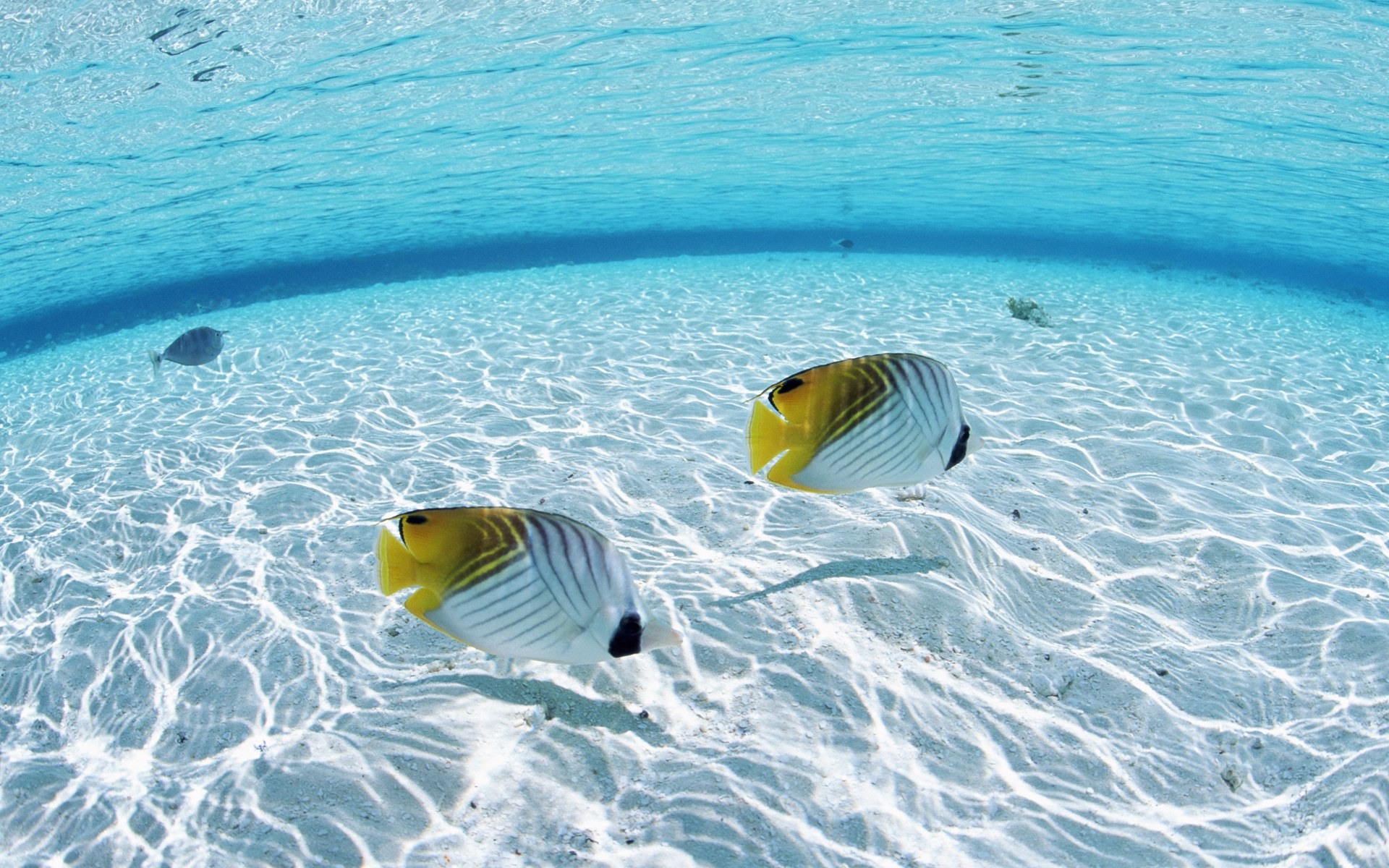 Fish in the Ocean desktop wallpaper
