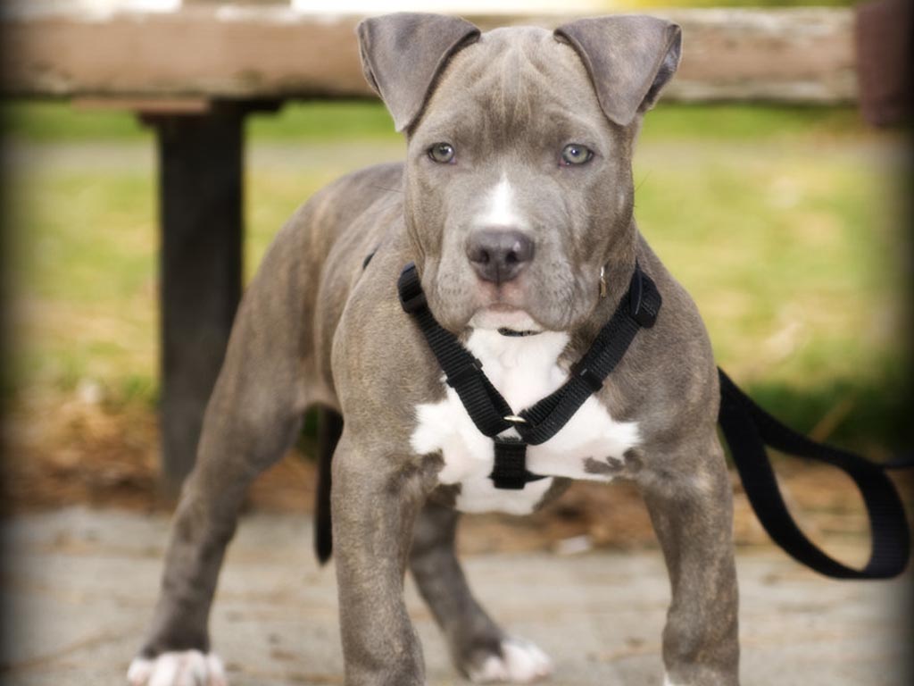 Pitbull Dog Puppy Hd Wallpaper Dogs Image