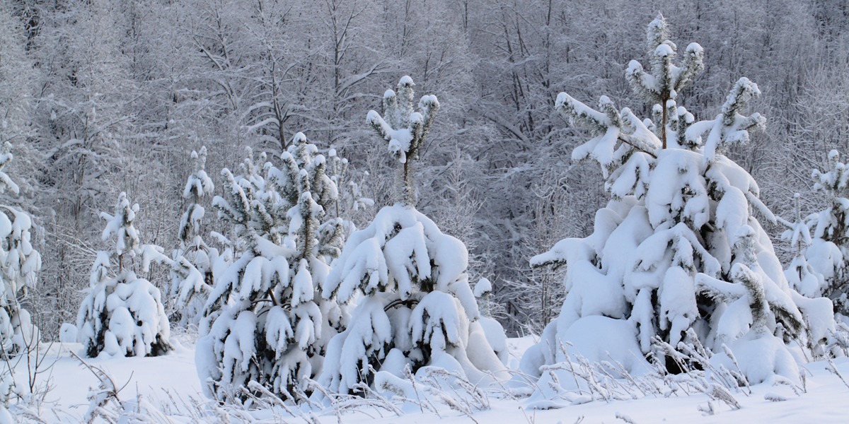 Wallpaper Winter Tree Header Image