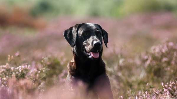 Fields Labrador Retriever Dogs Wallpaper Desktop