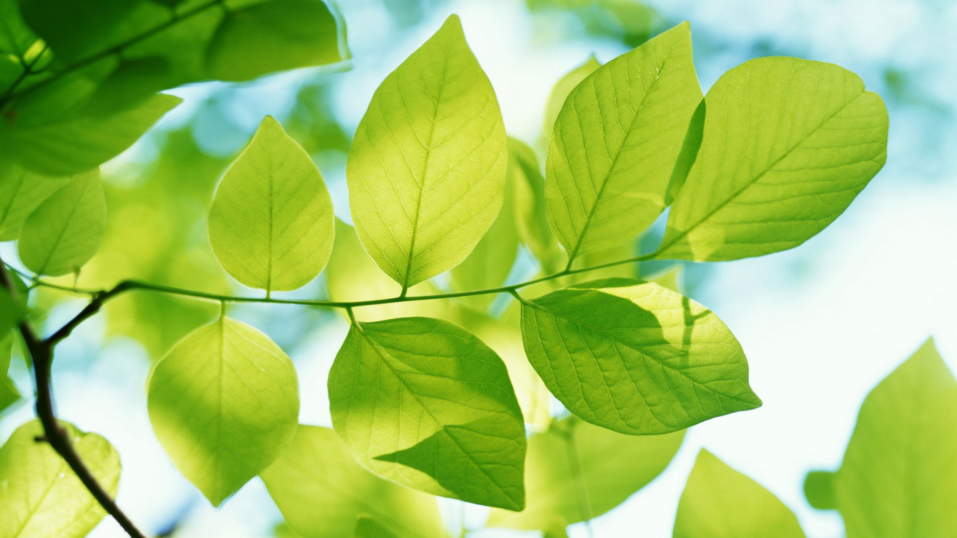 Green Leaves Wallpapers HD Wallpapers