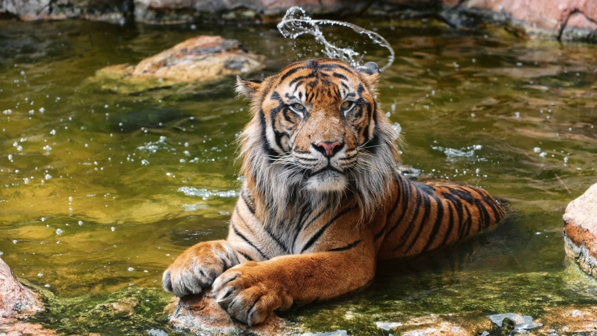 Sumatran Tiger In Water Wallpaper And Image Pictures