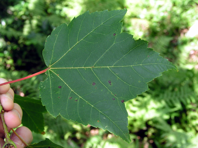Black Cherry Tree Leaves Large Trees Often Seen With