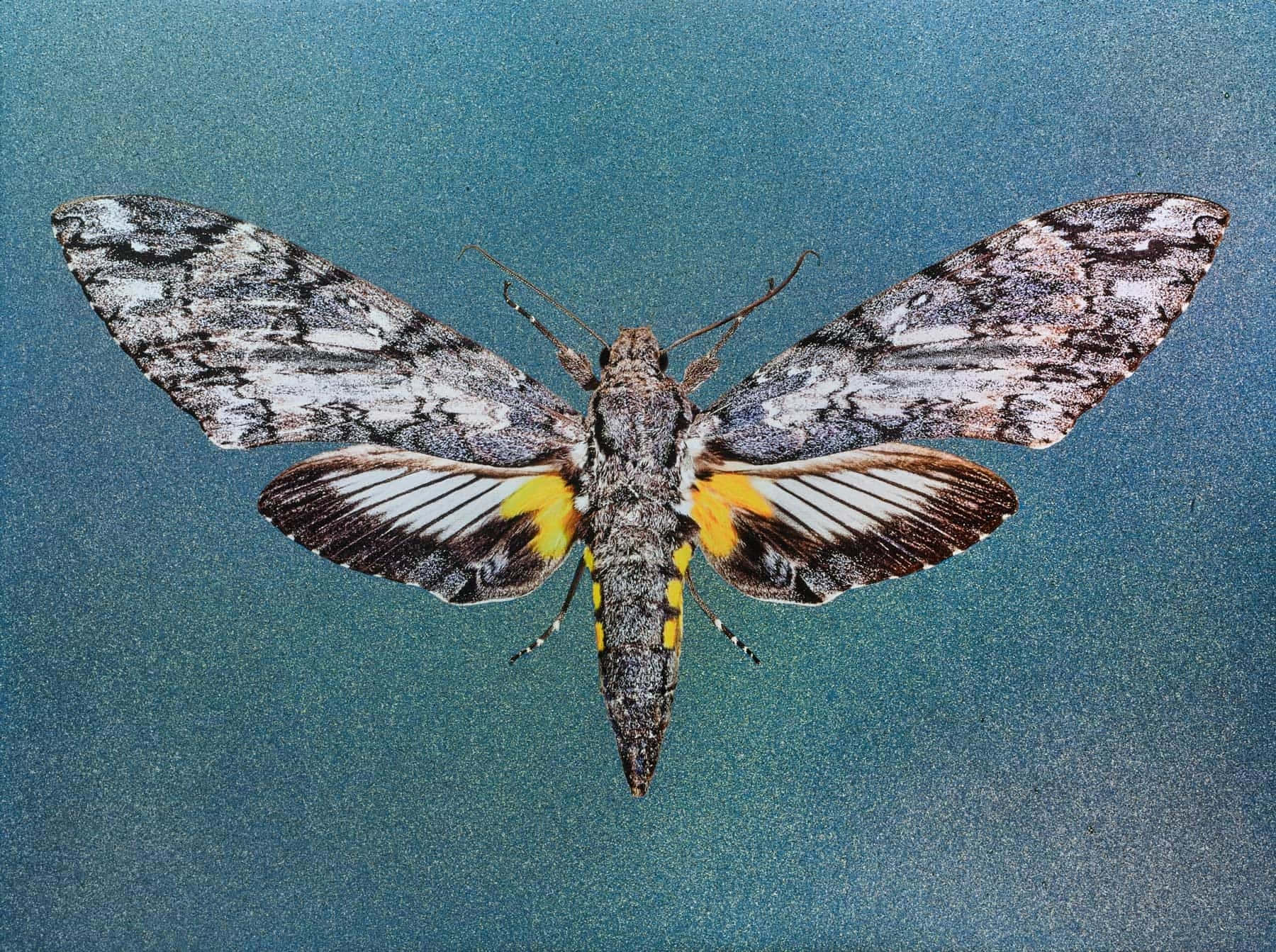 Sphinx Moth Wallpaper