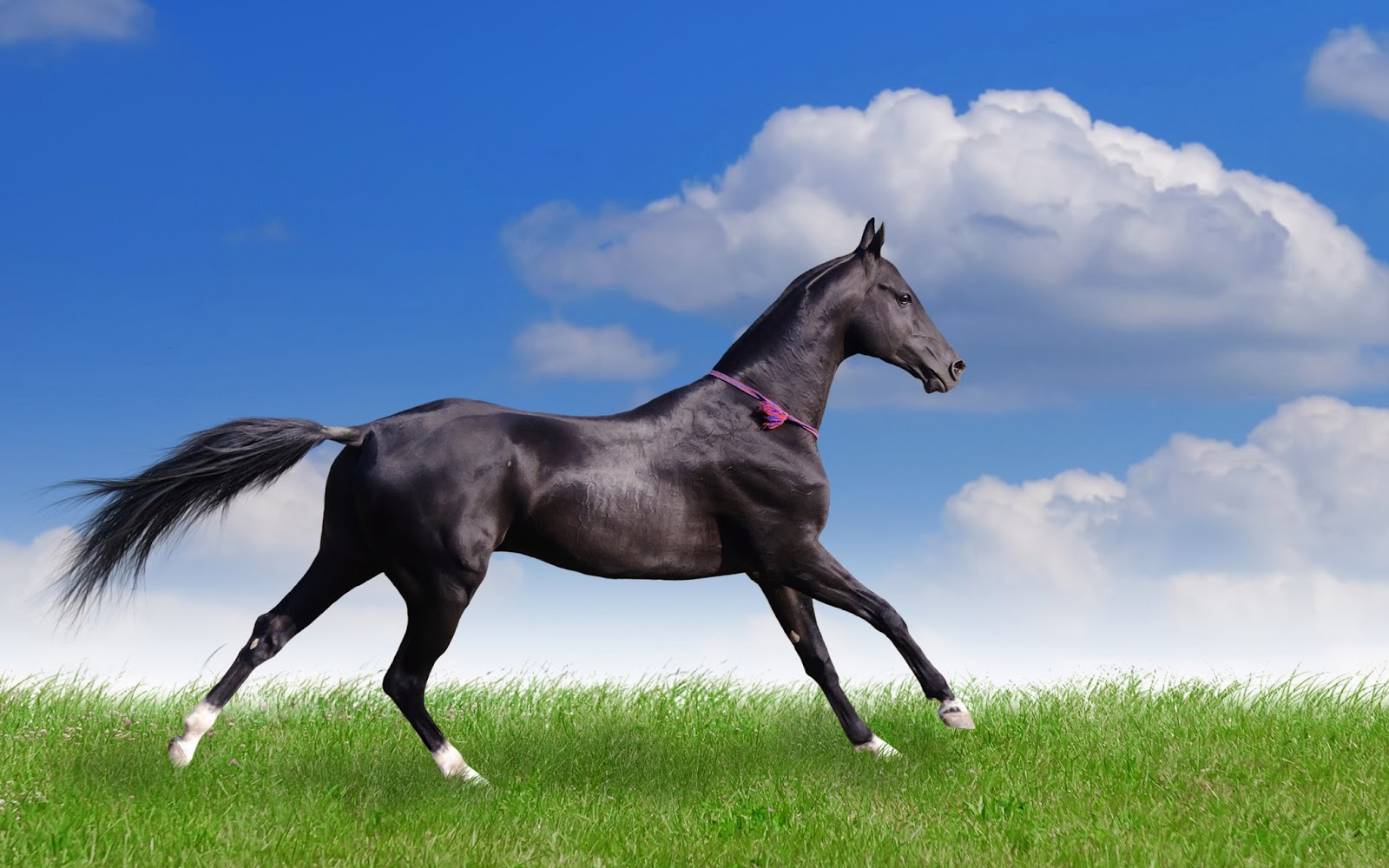 Desktop Horse And Make This HD Wallpaper For