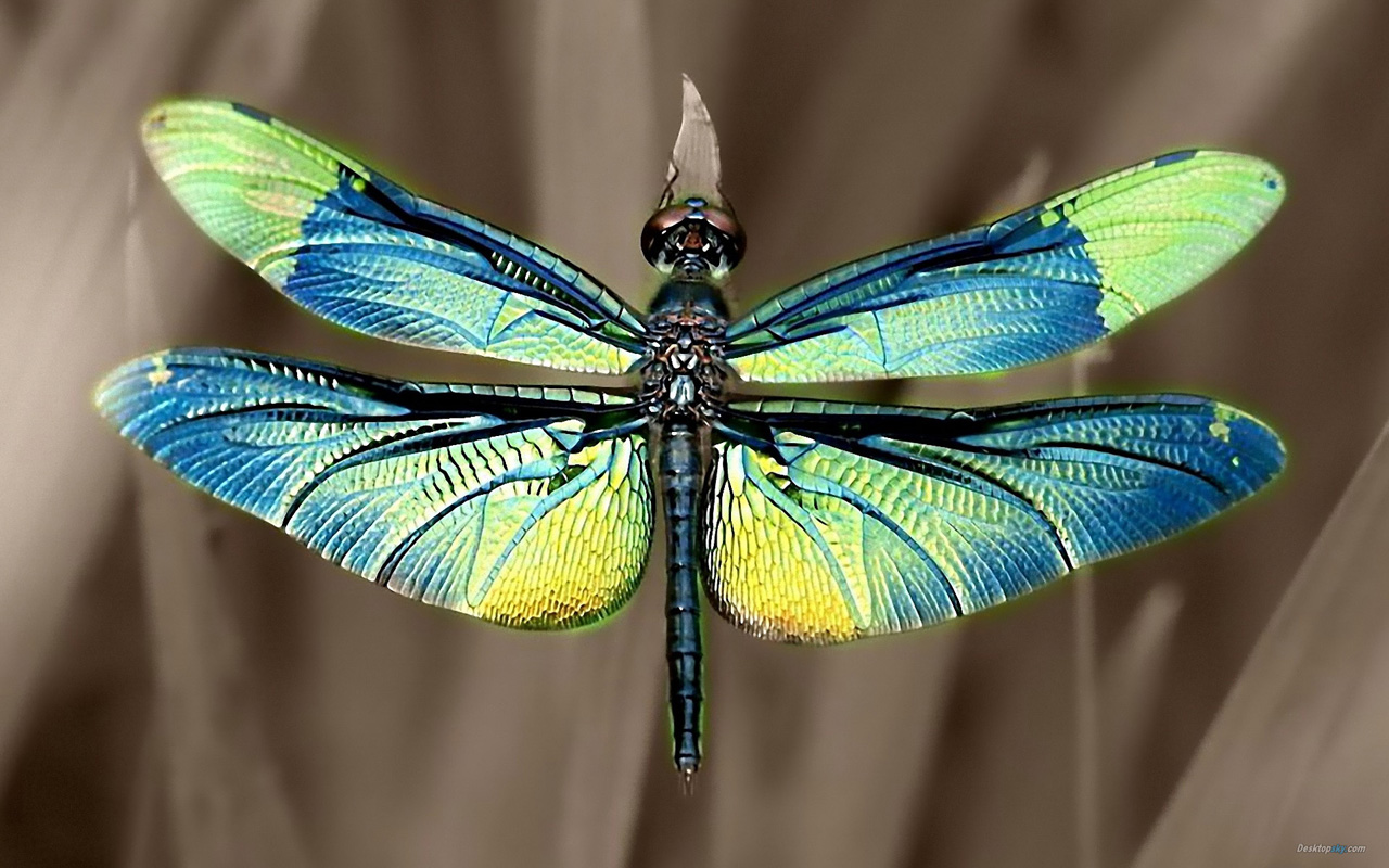 Beautiful Dragonfly Wallpaper HD S