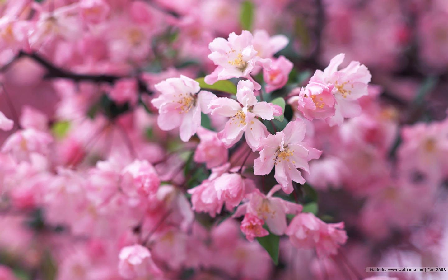 Wallpaper Pink Cherry Blossom X Kb Jpeg HD