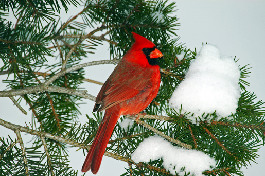 Free Download Cardinal Bird Northern Snow Winter HD Wallpaper