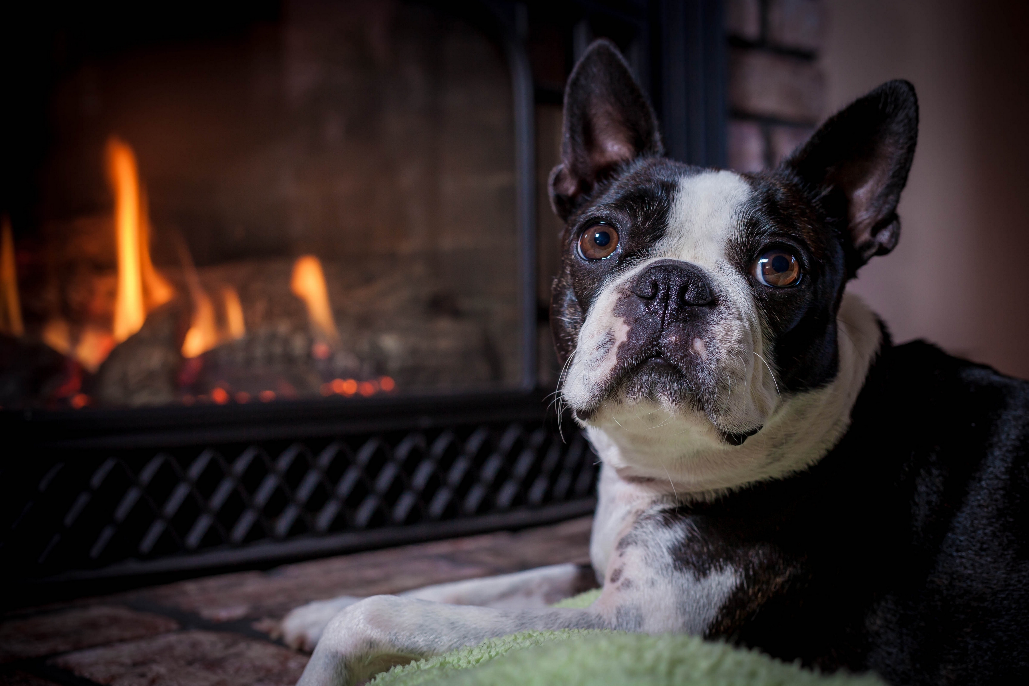 Wallpaper Boston Terrier Dog Muzzle Fireplace