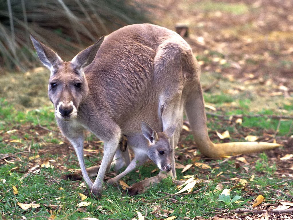 Kangaroo Wallpaper Australian Animal