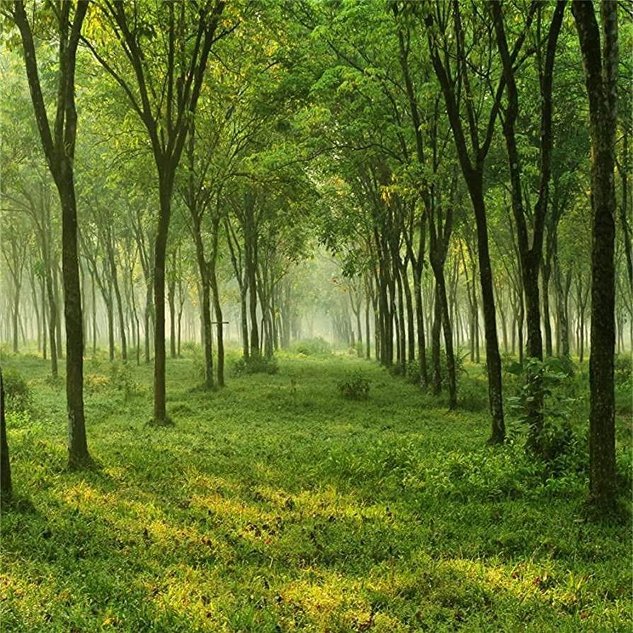 Amazon Aofoto Quiet Forest Trees Backdrop Woods Meadow