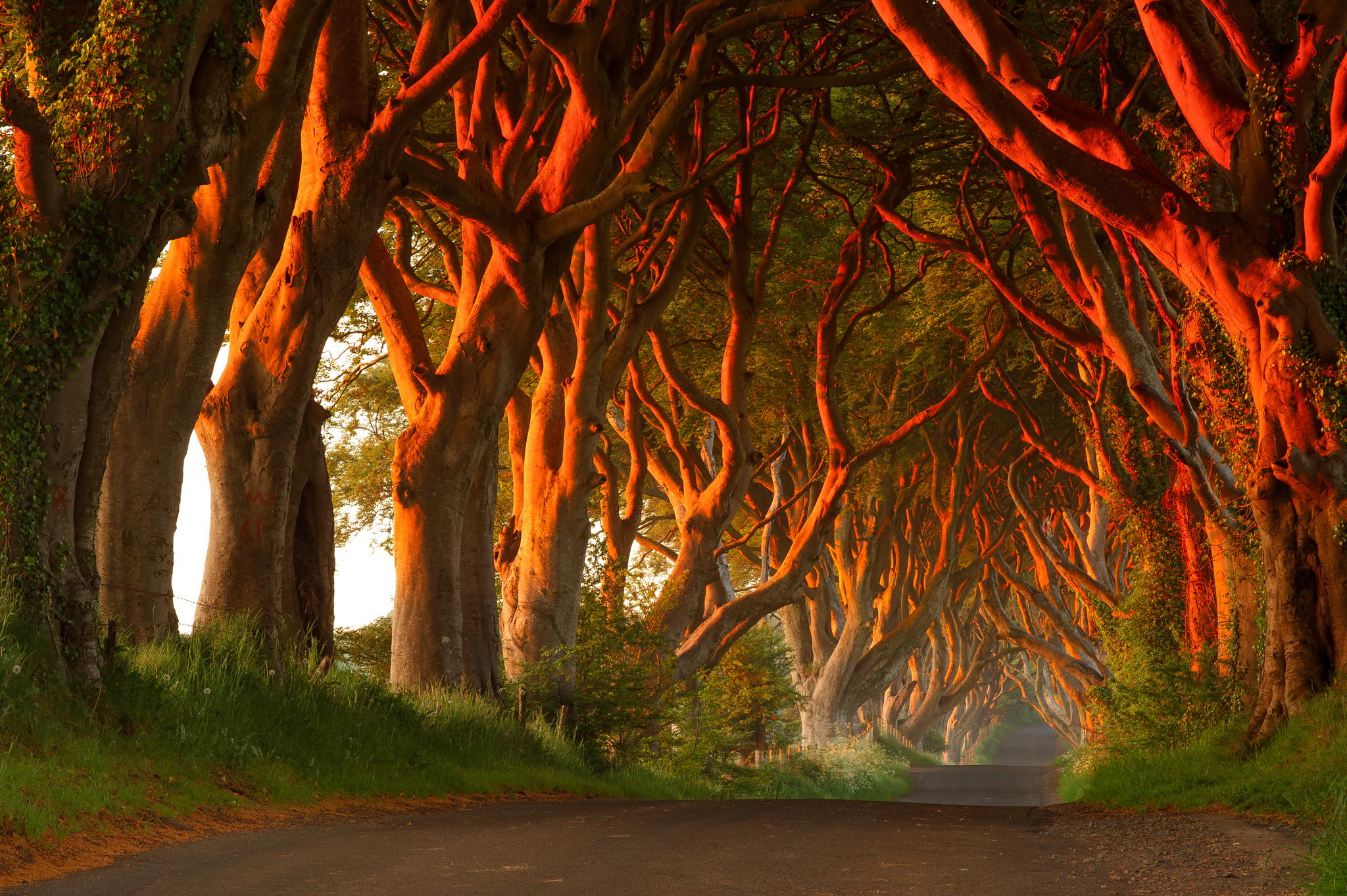 Dark Hedges In Northern Ireland Perfect Tripping Sanctuary Lsd