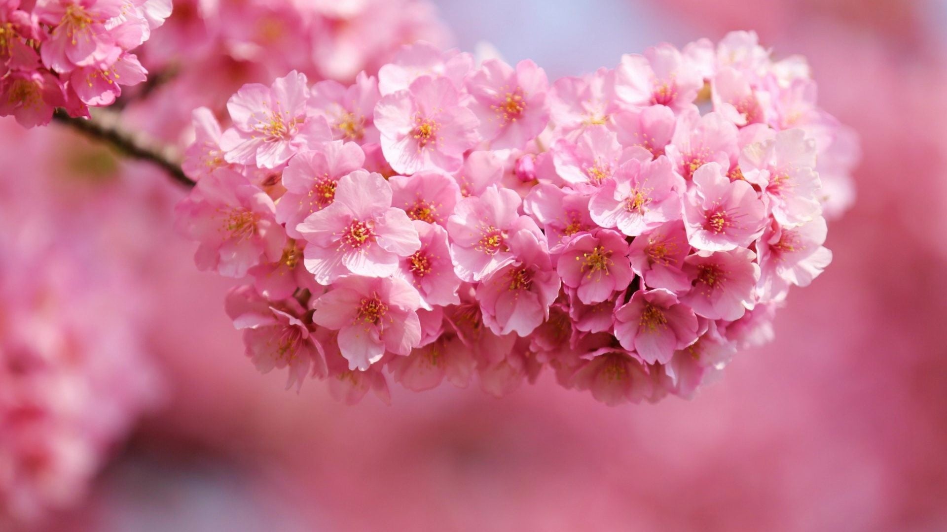 Pink Wallpaper For Desktop Full Screen 1000+] Pink Wallpapers