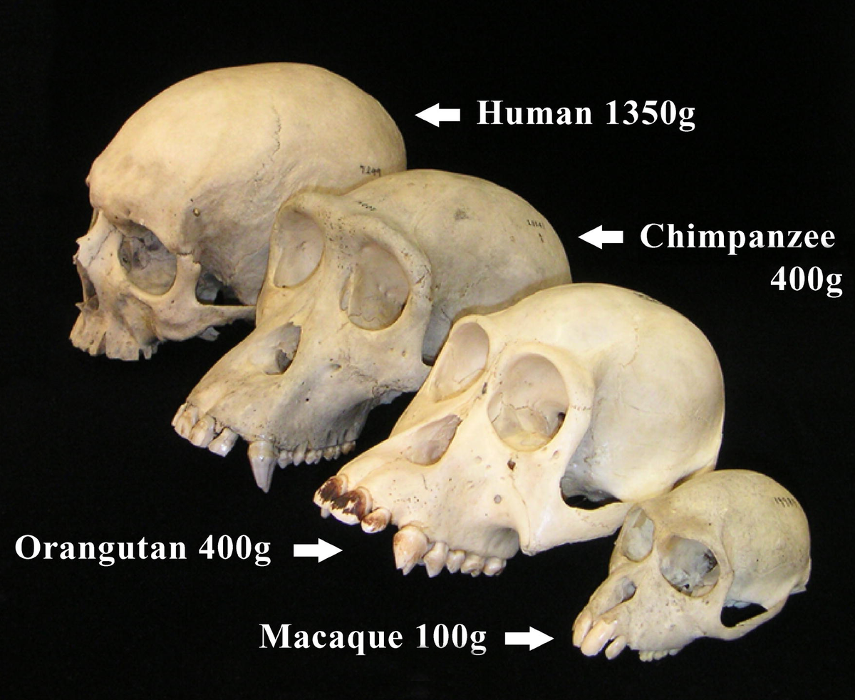 Biological Anthropology Wikipedia