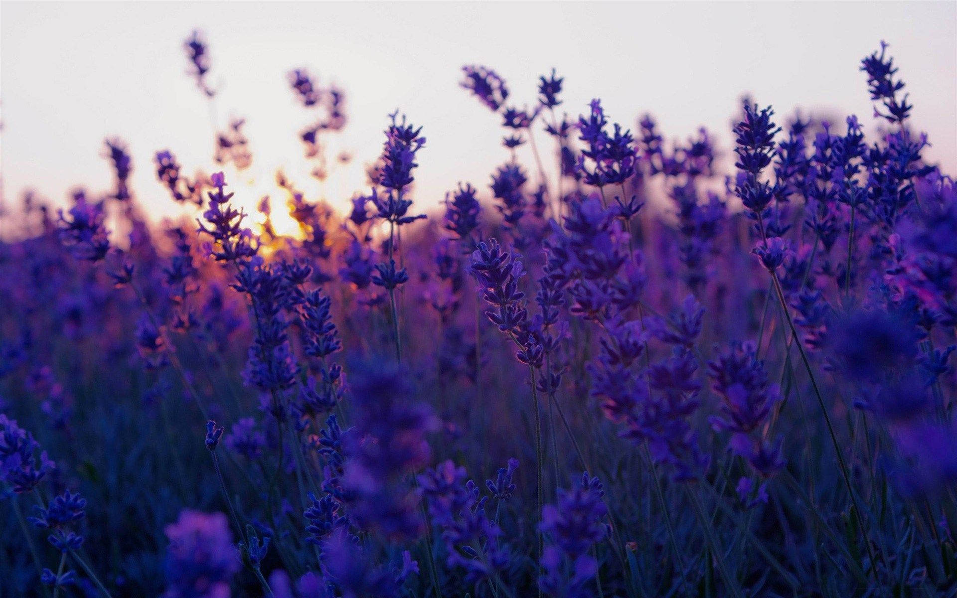 Purple Flower Desktop Wallpaper