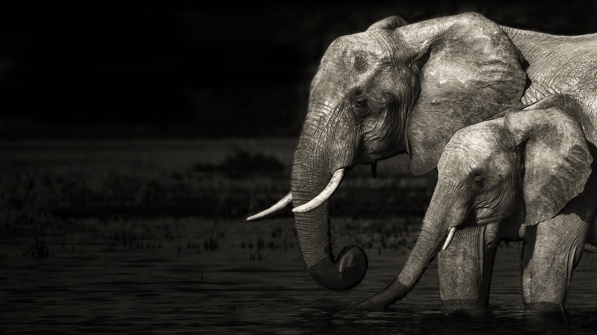 Desktop Elephant HD Wallpaper