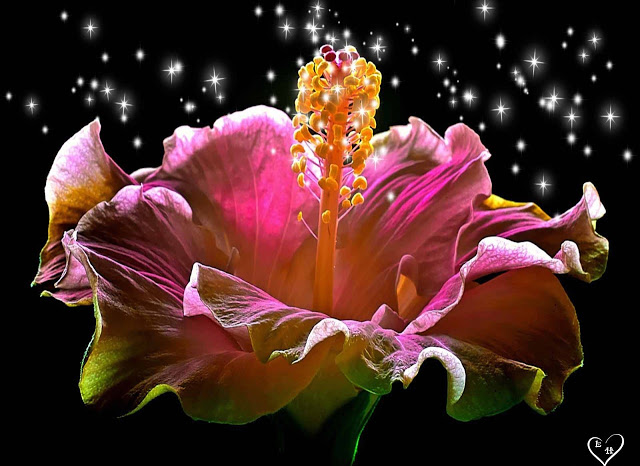 Very Beautiful Flowers Pictures For Wallpaper X Y D Ng