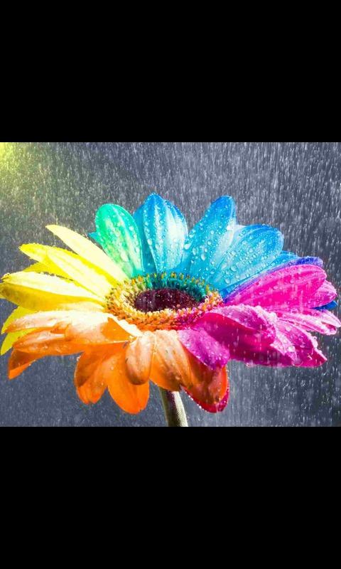 Download Rainbow Flower Live Wallpaper for android