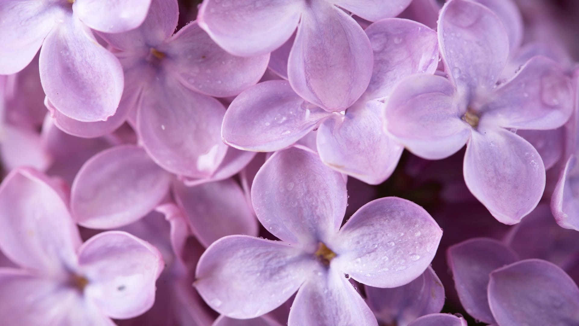 Lilac Color Background Wallpaper