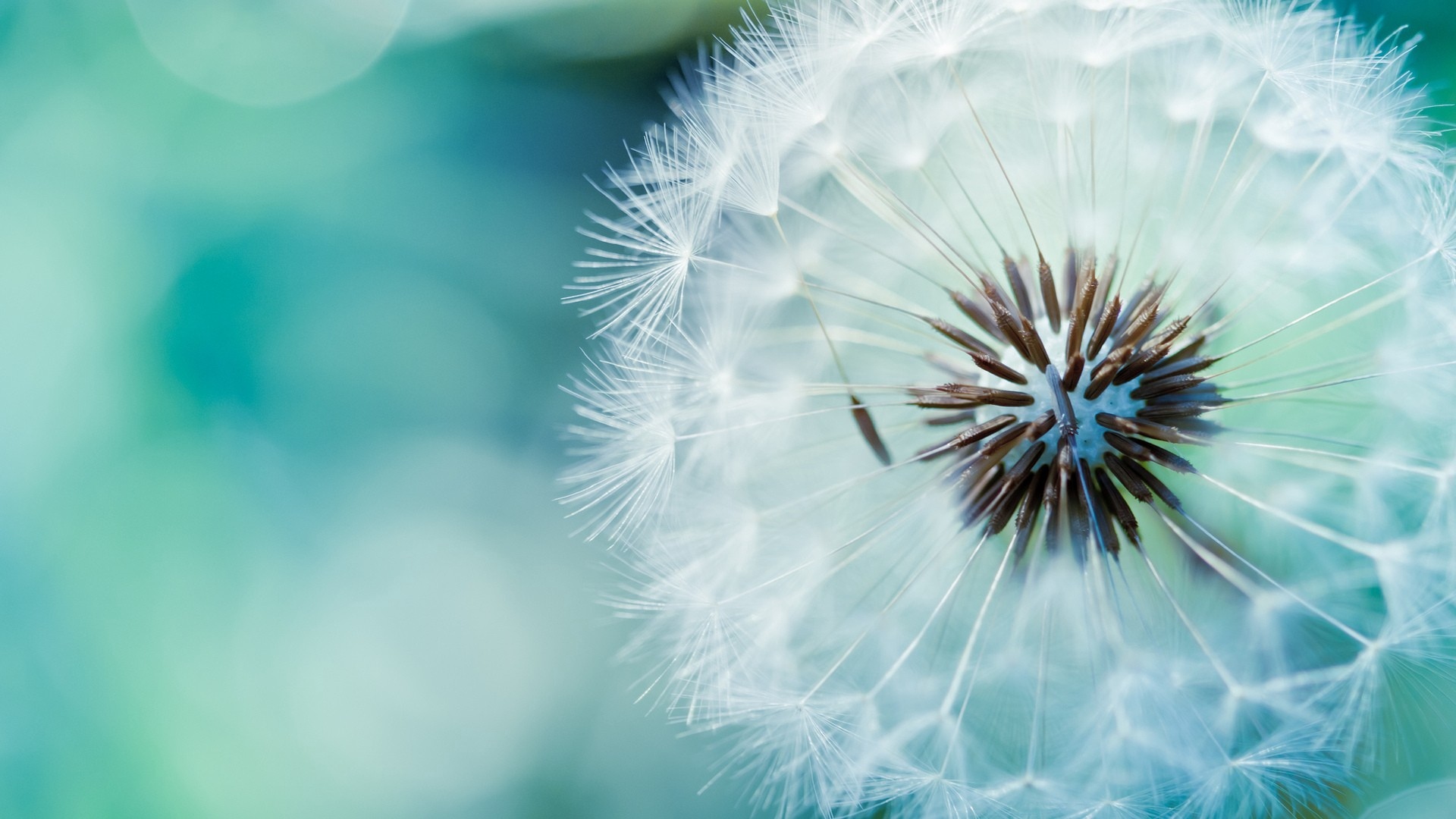 Dandelion Flower Stem Background Wallpaper Stream