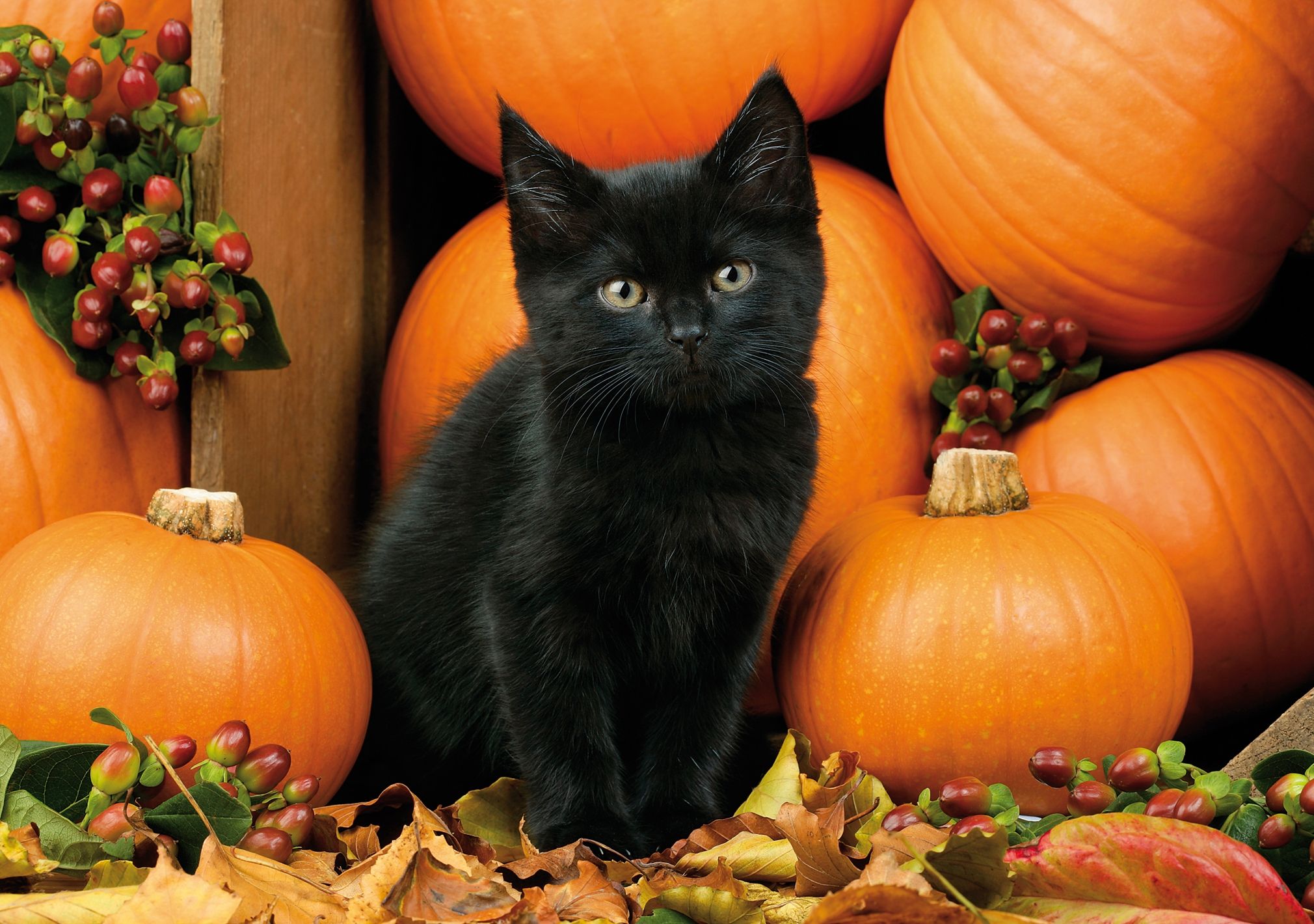 Black Cat Halloween Wallpaper Autumn Kitten Berries