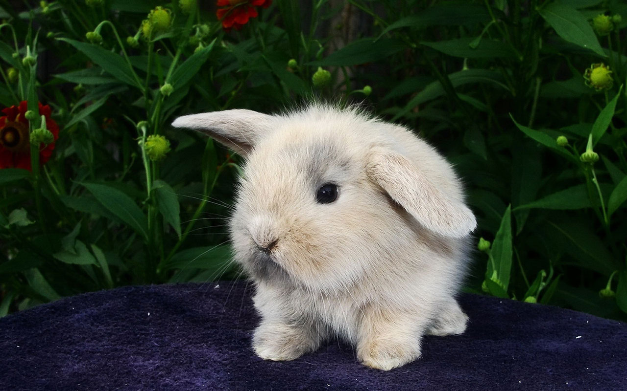 Cute White Rabbit Wallpaper Full HD
