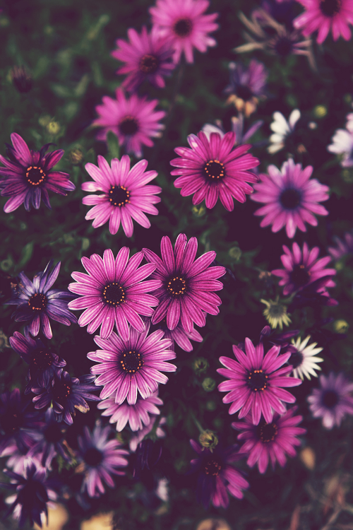 Wallpaper Background iPhone Android Flower Floral Nature Purple Daisy