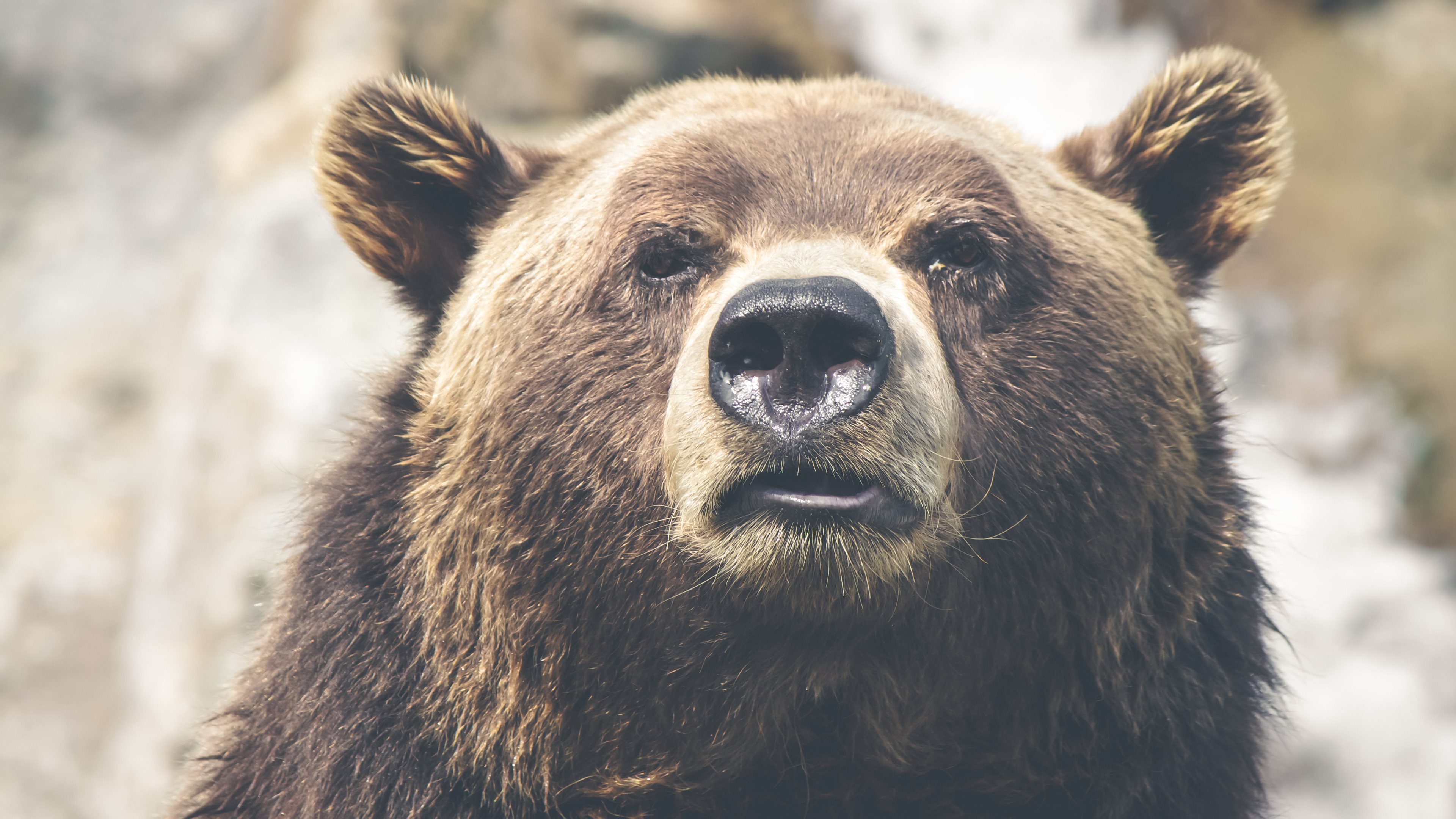 HD Bear Wallpaper