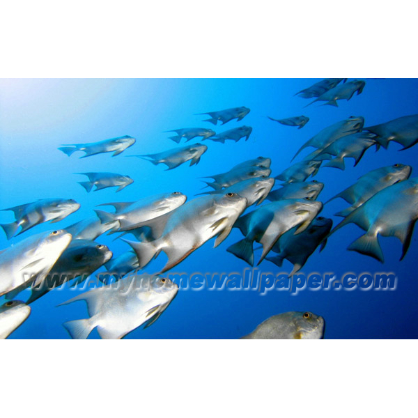 Underwater B Font World Fish Lanscape Photo Wall Mural
