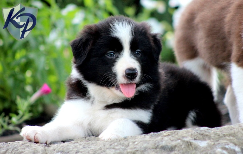 Border Collie Puppies For Wide Wallpaper Dogbreedswallpaper