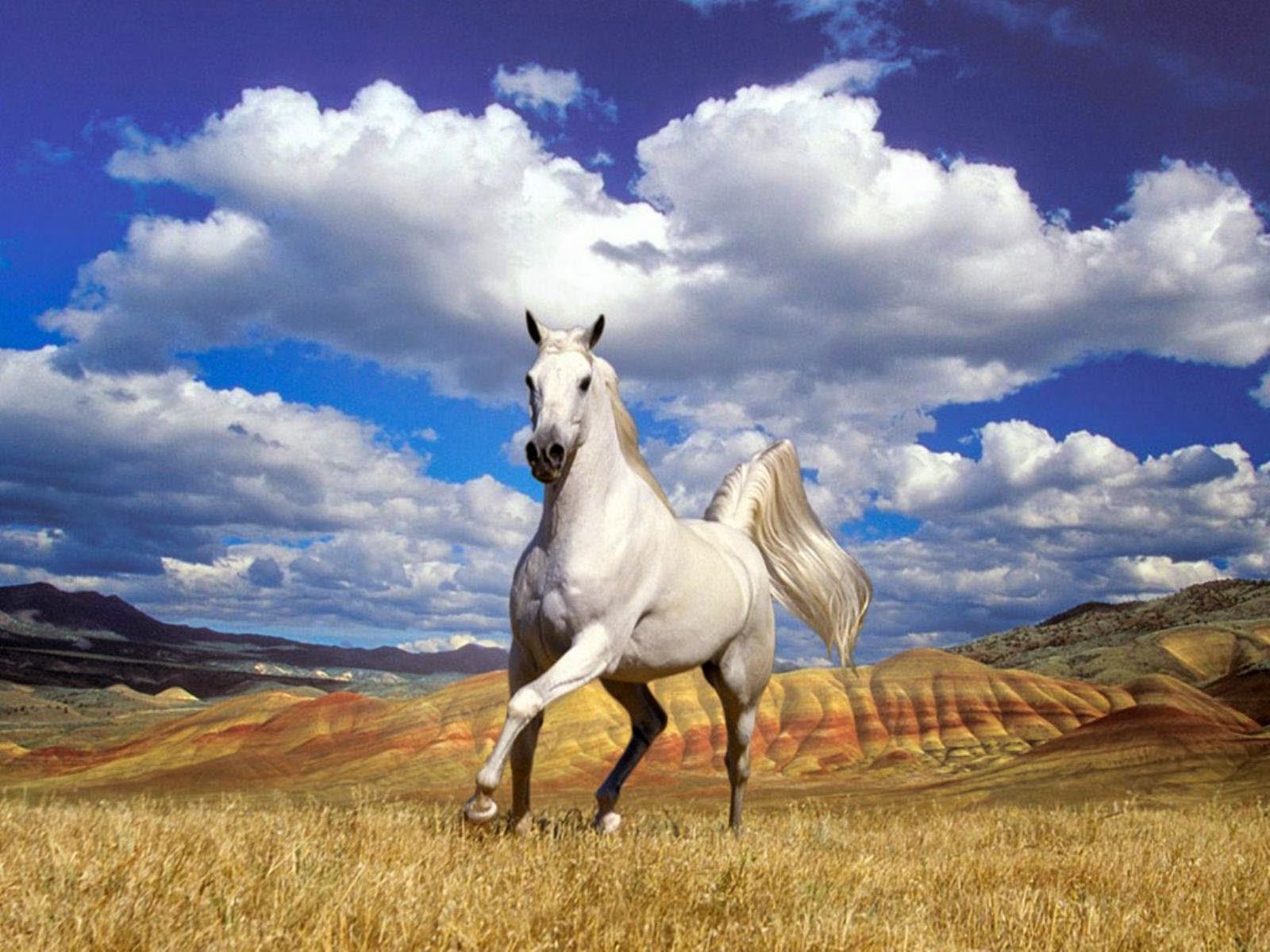 A white horse gallops across a golden field, with colorful painted hills in the background and a vibrant blue sky dotted with fluffy white clouds