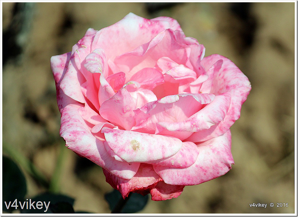 Landmark Pink Rose Flower Wallpaper Tadka