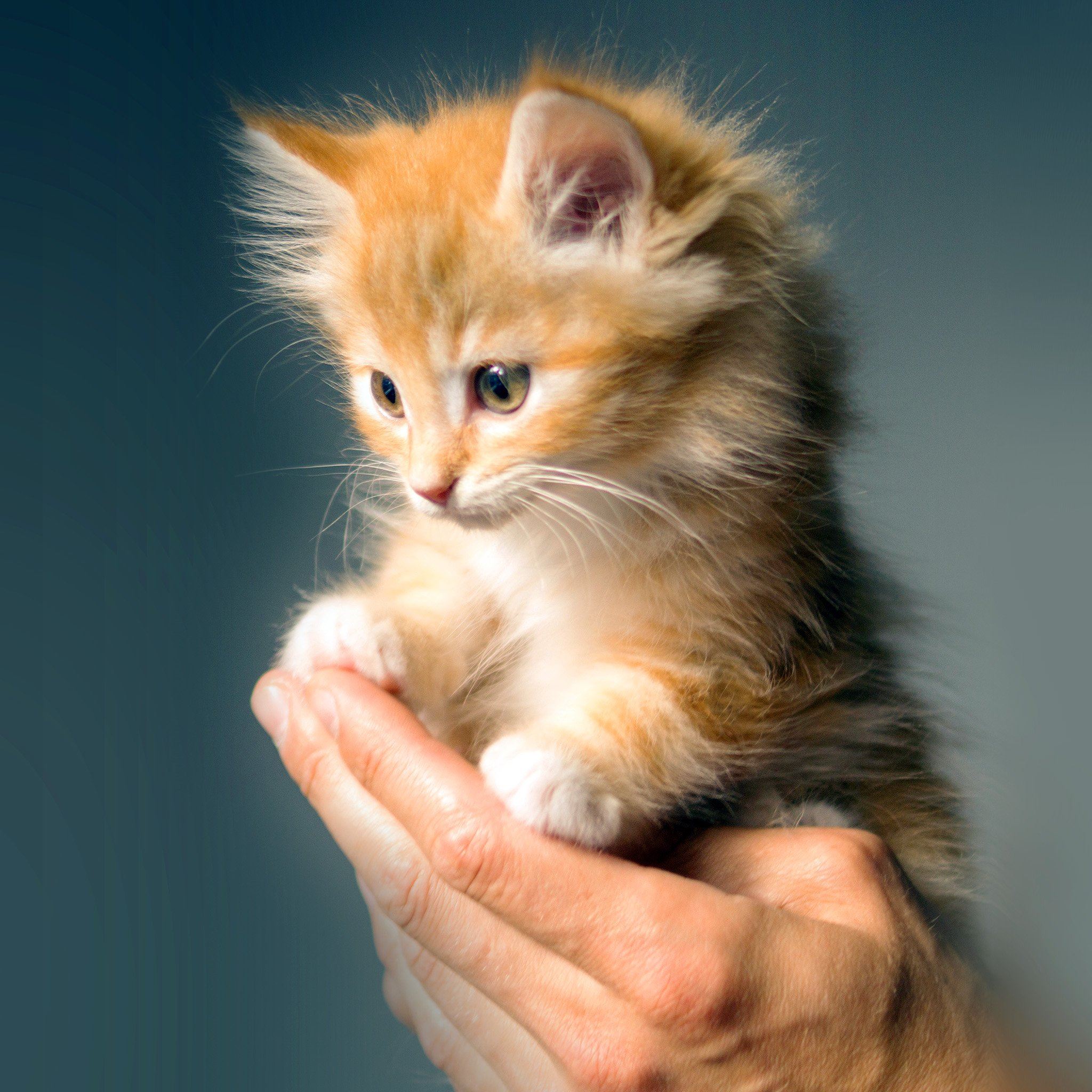 Adorable ginger kitten held gently in a person's hand