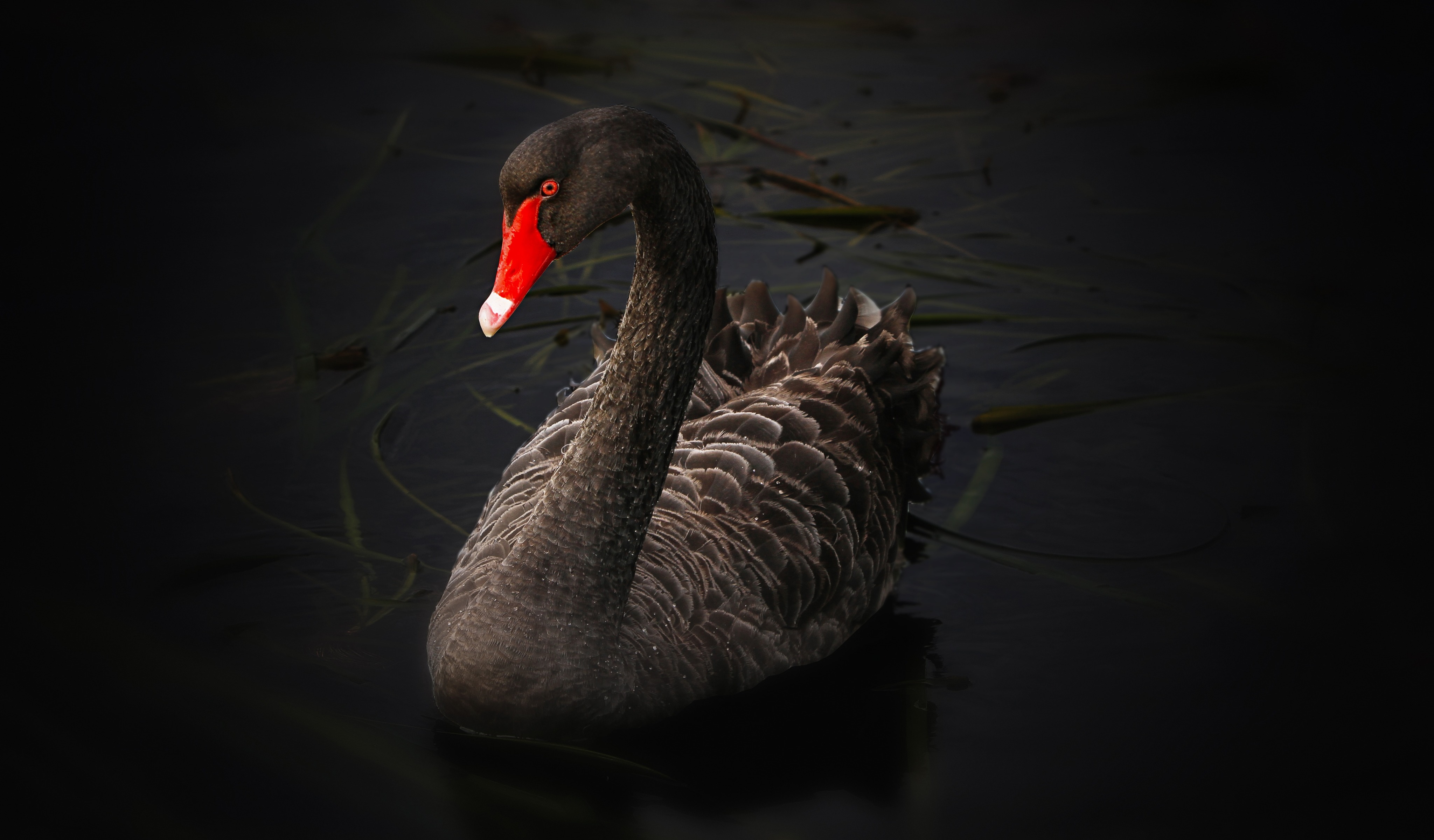 Black Swan 4K Ultra HD Desktop Wallpaper