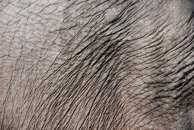 Texturestock Elephant Skin By Kikki1975